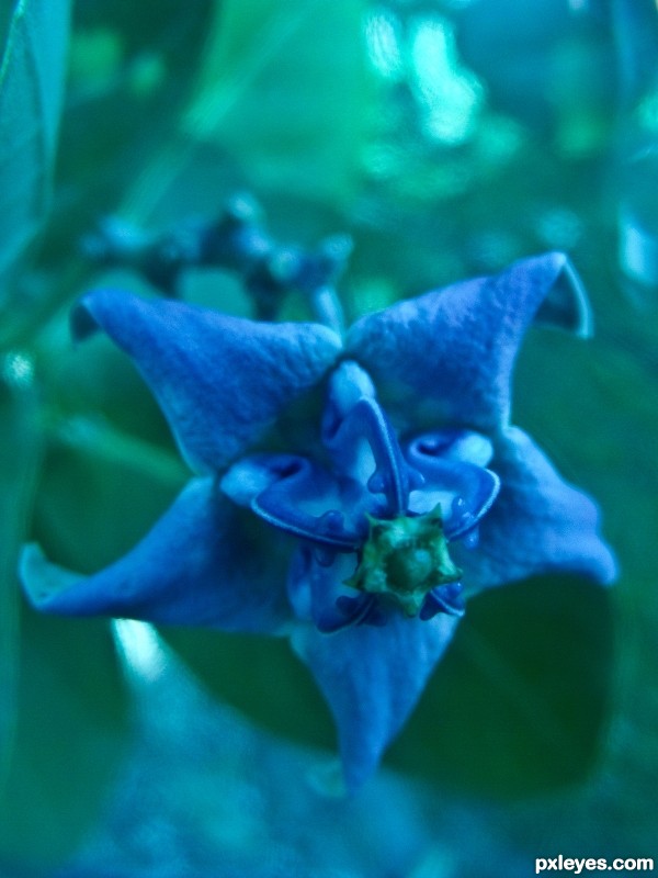 Blue Cellophane